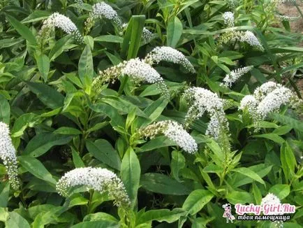 plantare și îngrijire Loosestrife