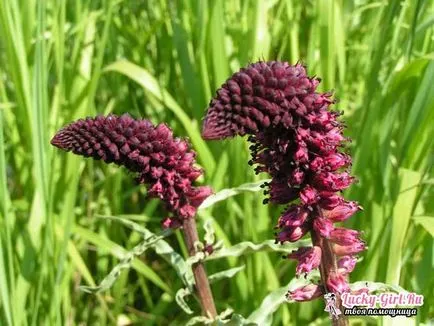 plantare și îngrijire Loosestrife