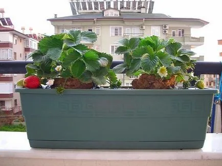 Cultivarea plantelor de căpșun pe balcon