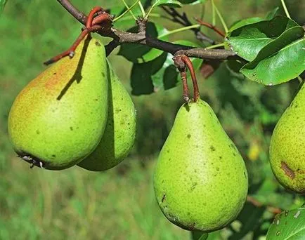 Cultivarea pomilor fructiferi pe spalier