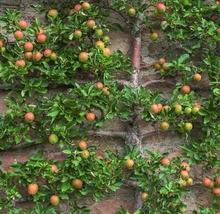 Cultivarea pomilor fructiferi pe spalier