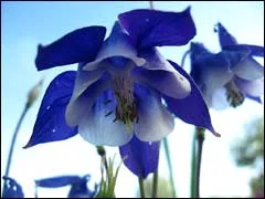 Columbine, Aquilegia a kertben, és a házban