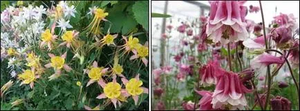 Columbine, Aquilegia a kertben, és a házban