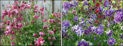 Columbine, Aquilegia a kertben, és a házban