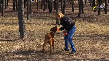 Képzés ridgeback kölyök, Tina Trading kennel