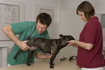 Inflamația articulațiilor la câini cauze, tratament, prevenire