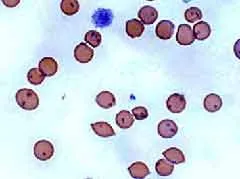 A krónikus bronchitis és krónikus obstruktív tüdőbetegség (COPD) a kutyák és macskák