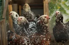 Jellemzői és tenyészteni csirkék Orel fotók és vélemények Farmers