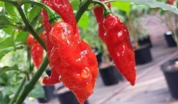 Habanero пипер, както и други разновидности - е избран от остротата и вкус!