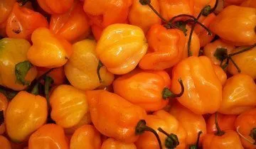 Habanero пипер, както и други разновидности - е избран от остротата и вкус!