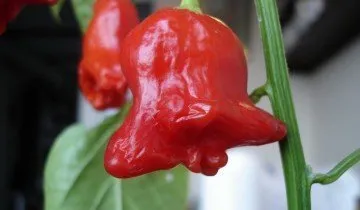 Habanero пипер, както и други разновидности - е избран от остротата и вкус!