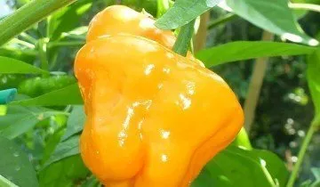 Habanero пипер, както и други разновидности - е избран от остротата и вкус!