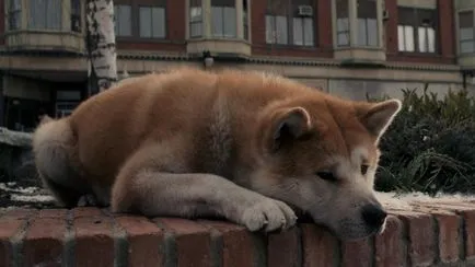 най-верен приятел Hachiko е,