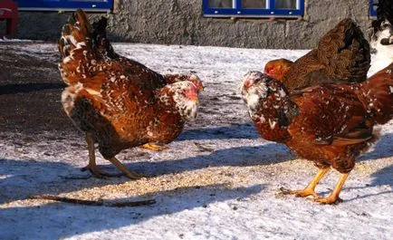 Jellemzői és tenyészteni csirkék Orel fotók és vélemények Farmers