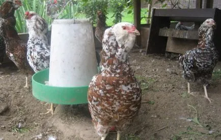 Jellemzői és tenyészteni csirkék Orel fotók és vélemények Farmers