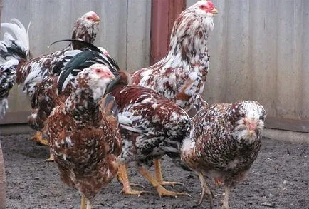 Jellemzői és tenyészteni csirkék Orel fotók és vélemények Farmers