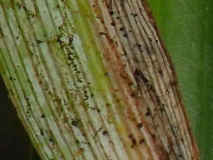 Chlorophytum - száraz levelek és más növényi betegségek