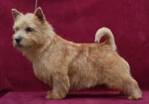 Norwich Terrier