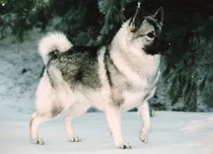 Norvég Elkhound fajta leírását, jellemzőit, fotók, minden a kutyák