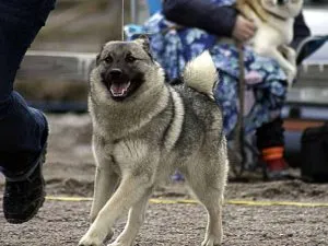 Norvegiană descriere rasa Elkhound, caracteristici, fotografii, totul despre câini