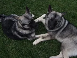 Norvegiană descriere rasa Elkhound, caracteristici, fotografii, totul despre câini