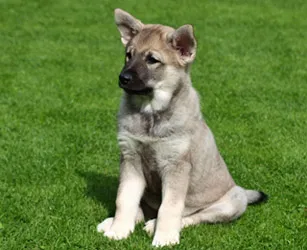 Norvegiană descriere rasa Elkhound, caracteristici, fotografii, totul despre câini