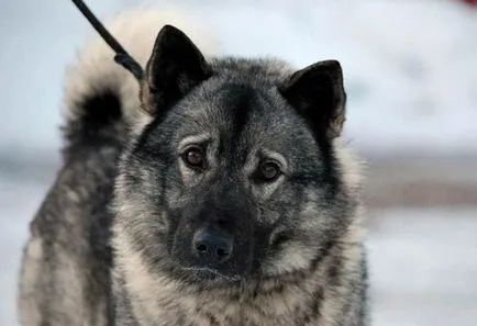 Norvegiană descriere rasa Elkhound, caracteristici, fotografii, totul despre câini