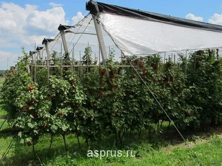 Új kiváló minőségű gyümölcs gyártástechnológia ribizli piros növesztve egy rácsos