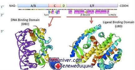 Ядрени рецептори за стероидни хормони естроген, прогестерон, андроген