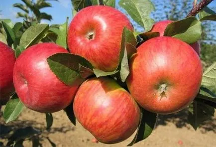 Caramel сортове ябълкови дървета описание, снимки, характеристики дърво и плодове