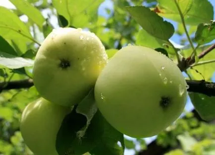 Бяла ябълка попълване описание, характеристики на грижи