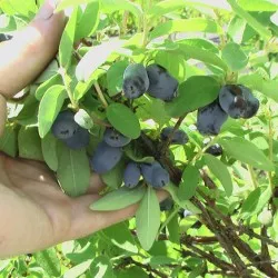 plantare Honeysuckle și de îngrijire în suburbii, cultivarea, soiuri de fotografie de reproducere, a bolilor și îngrășăminte