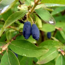 plantare Honeysuckle și de îngrijire în suburbii, cultivarea, soiuri de fotografie de reproducere, a bolilor și îngrășăminte