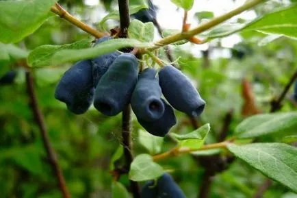 Honeysuckle годни пролетта засаждане на разсад podmoskove, подрязване вериги, и лечение на заболявания