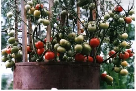 tomate verzi în creștere într-un butoi tomate butoi, video și modul de a pune într-o găleată