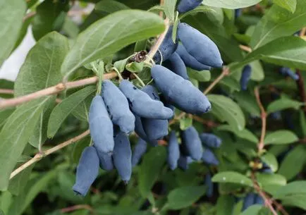 plantare Honeysuckle și de îngrijire în suburbii