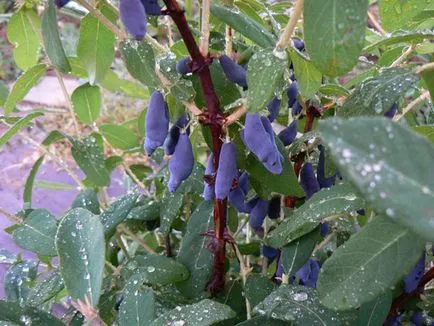 plantare Honeysuckle și de îngrijire în suburbii, cultivarea, soiuri de fotografie de reproducere, a bolilor și îngrășăminte