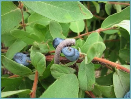 plantare Honeysuckle și de îngrijire în suburbii, cultivarea, soiuri de fotografie de reproducere, a bolilor și îngrășăminte