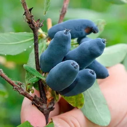 plantare Honeysuckle și de îngrijire în suburbii, cultivarea, soiuri de fotografie de reproducere, a bolilor și îngrășăminte