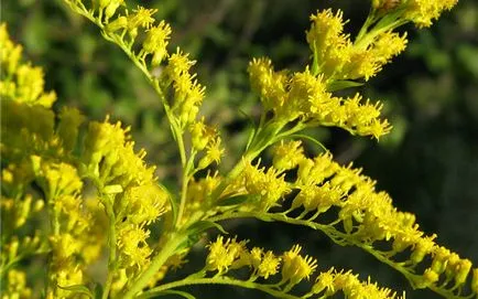 Goldenrod și comună din Canada