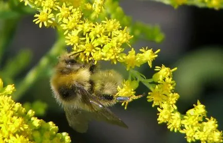 Goldenrod și comună din Canada