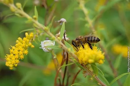 Solidago Canadensis - есен пчелен растение, блог Sergeya Samoylova