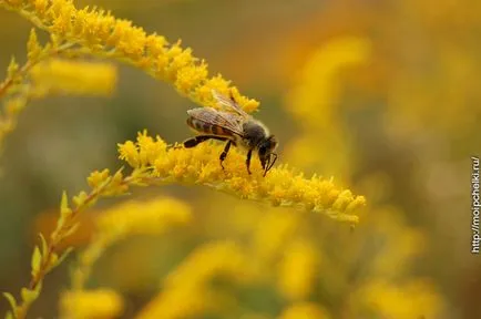 Solidago Canadensis - есен пчелен растение, блог Sergeya Samoylova