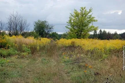 Solidago Canadensis - есен пчелен растение, блог Sergeya Samoylova