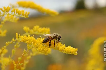 Solidago Canadensis - есен пчелен растение, блог Sergeya Samoylova