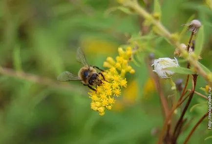 Solidago Canadensis - есен пчелен растение, блог Sergeya Samoylova