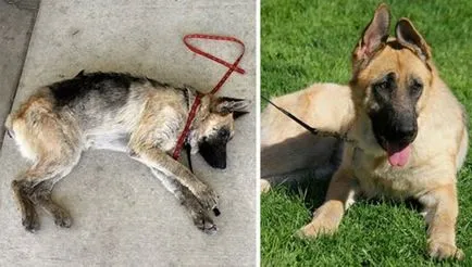 15 Fotók a kutyák előtt és után a csodás mentési