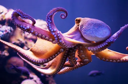 20 lucruri uimitoare despre caracatițe