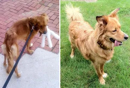 16 Kóbor kutyák üdvösség előtt és után, mixstuff