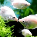 Аквариум съдържание риба gourami, размножаване, видове, снимки, видео